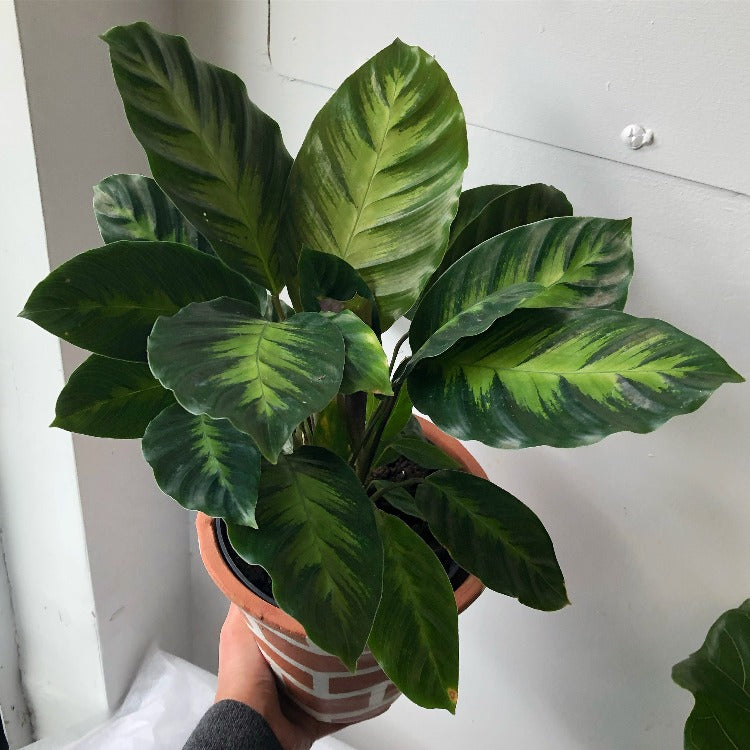 6" Calathea 'Misto'
