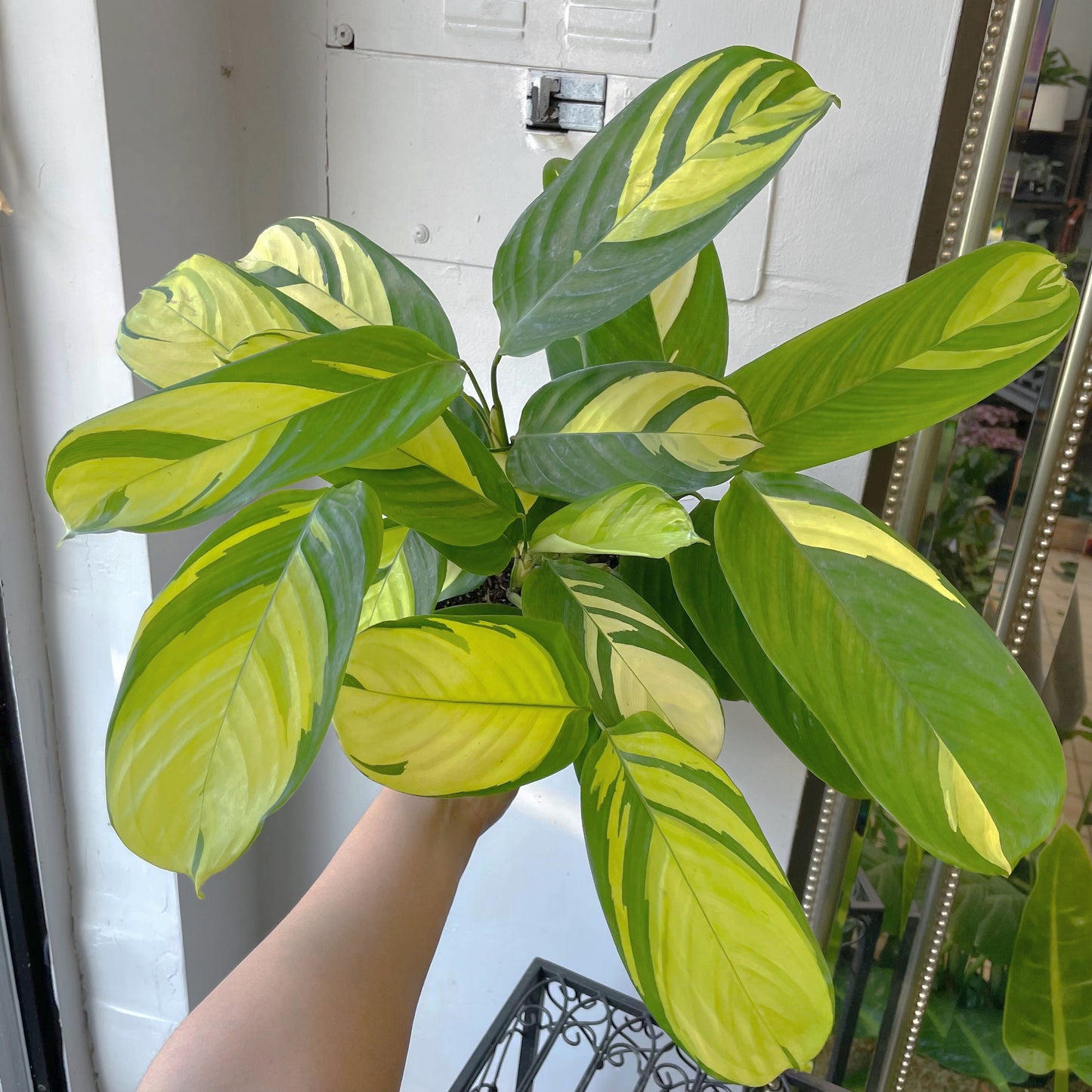 6" Ctenanthe lubbersiana