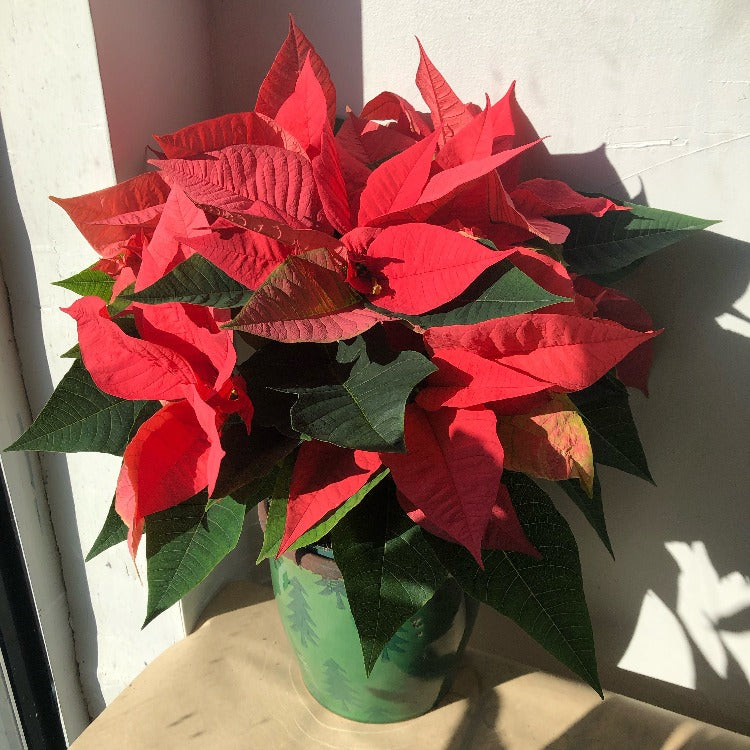 4"/6" Poinsettia