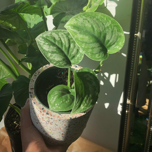 3.5”/4”/6”/8” Scindapsus Pictus (Satin Pothos)