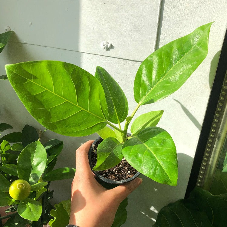 3.5" Ficus Altissima