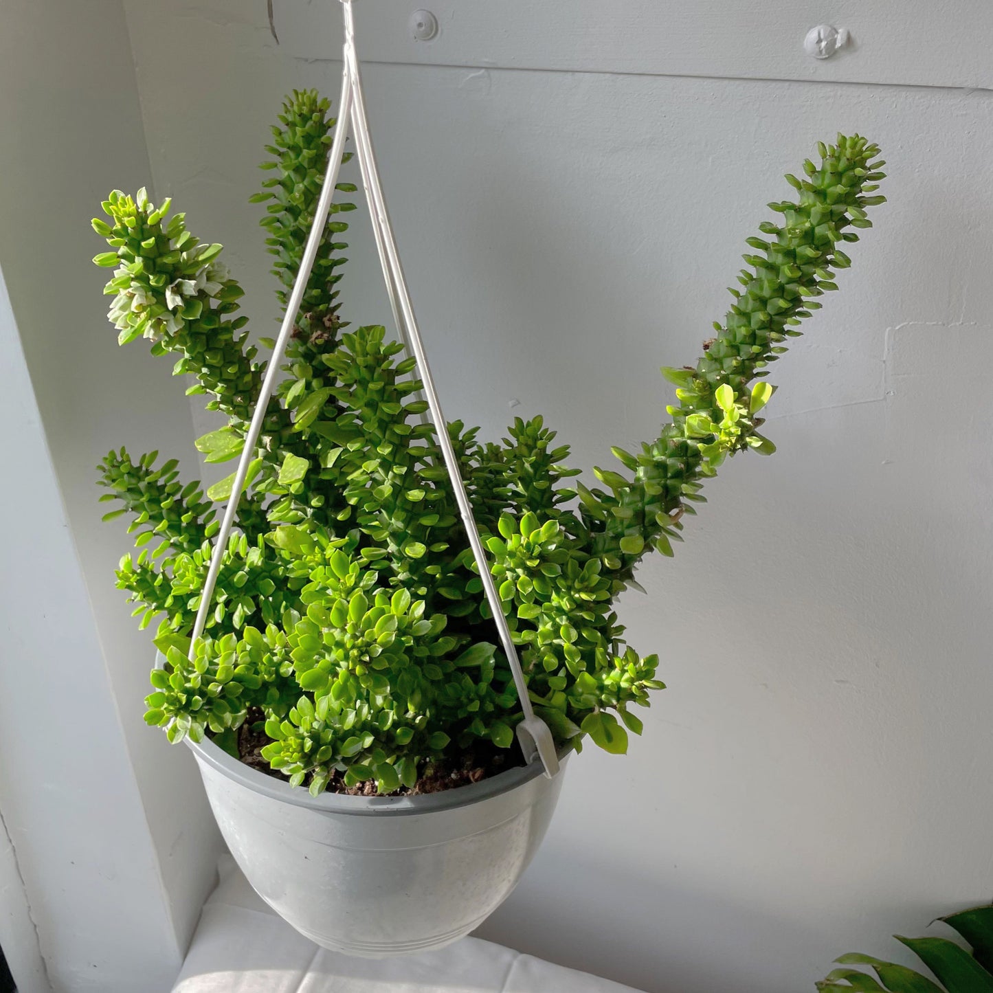 8” Euphorbia Guentheri hanging basket