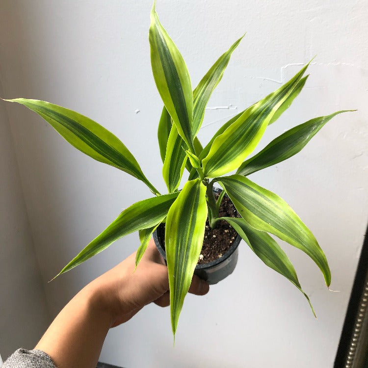 3.5" Dracaena 'Lemon Lime'