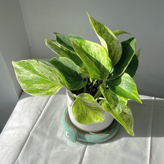 3.5”/6” Pothos 'Marble Queen'