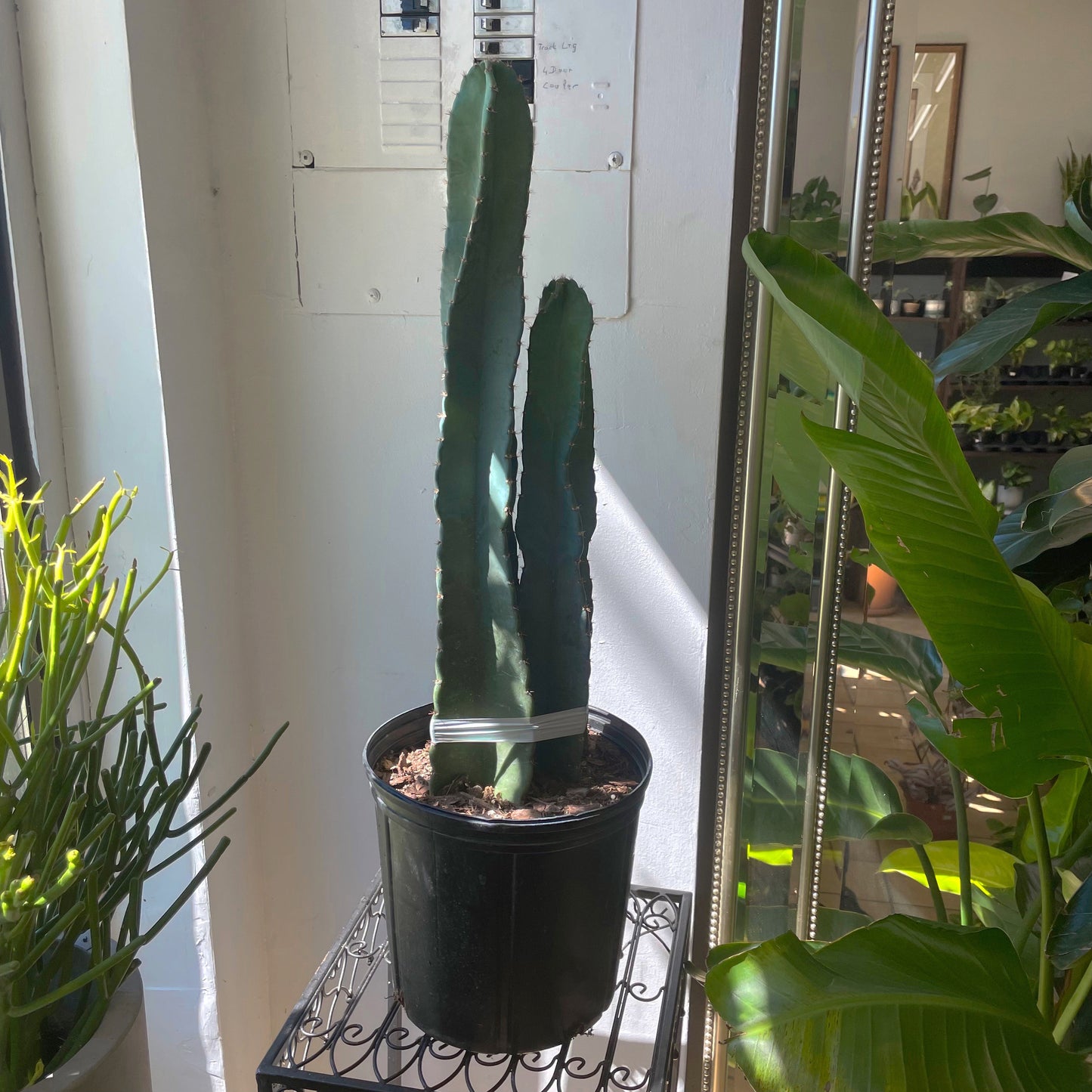 10" Peruvian Apple Cactus (Cereus peruvianus)