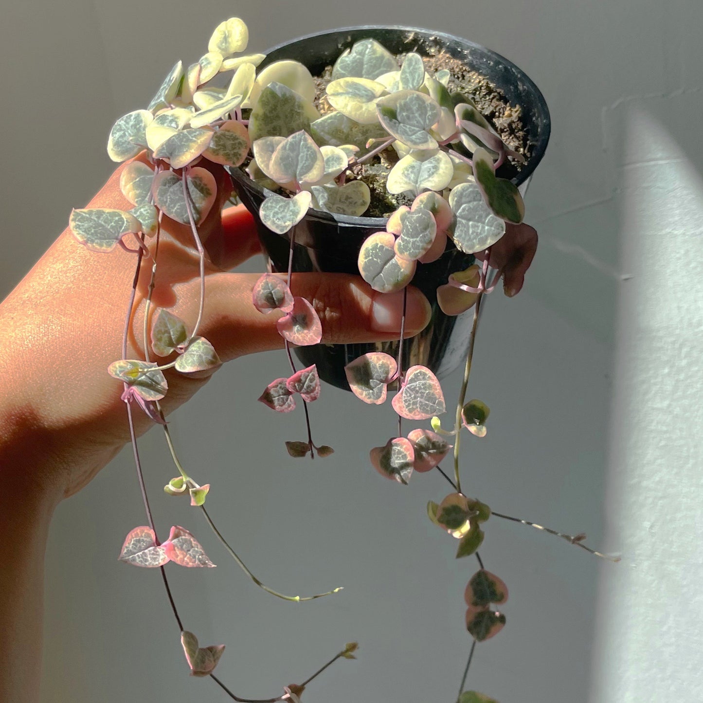 3.5"/6” Variegated String of Hearts
