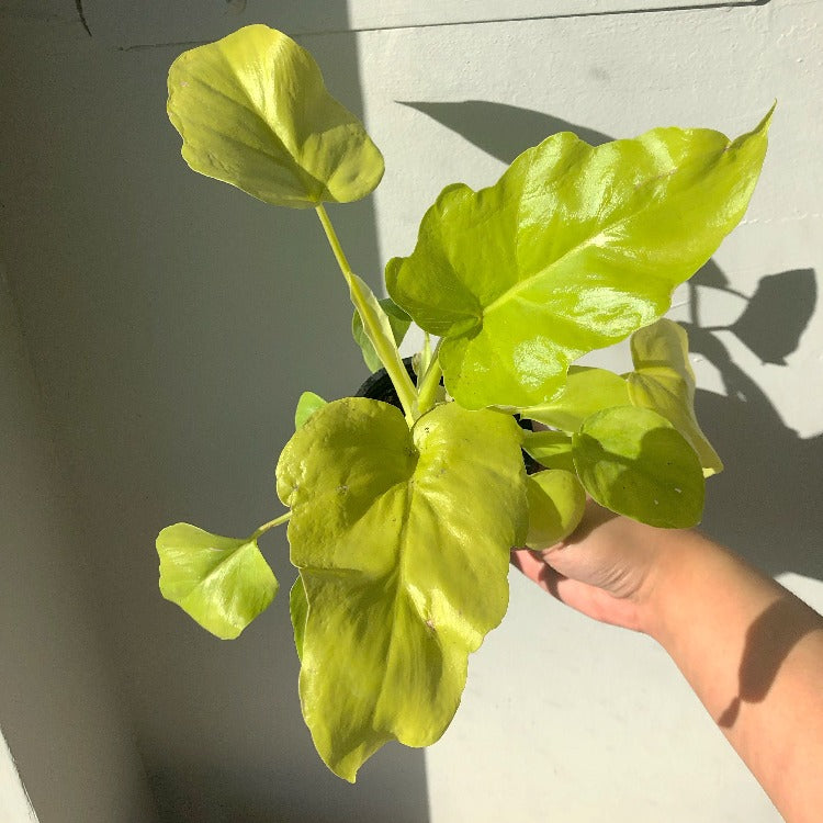 philodendron bipinnatifidum gold 3.5" Philodendron Bipinnatifidum 'Gold' – In Bloom Flower Shop