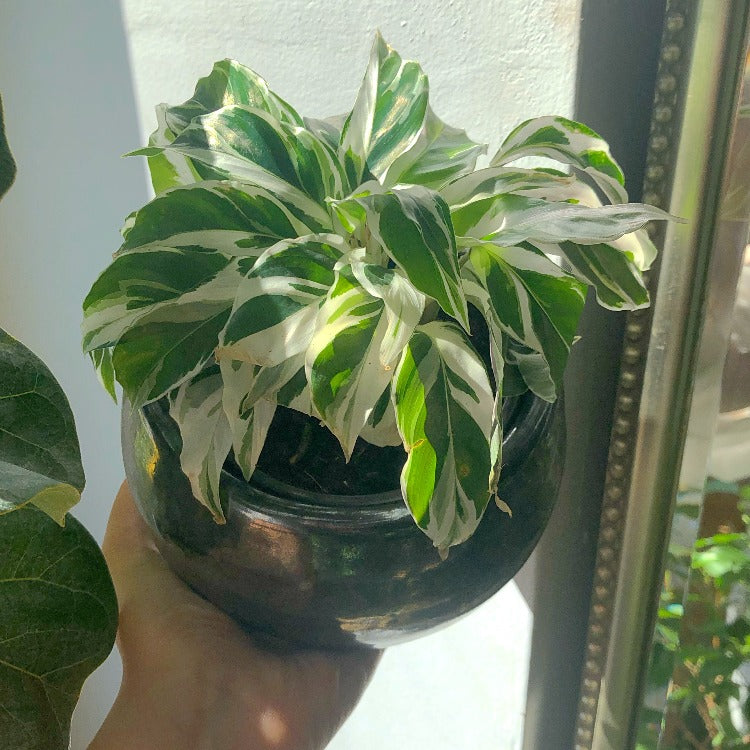 4" Calathea 'White Fusion'