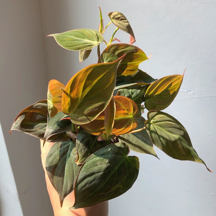 3.5" Philodendron Micans