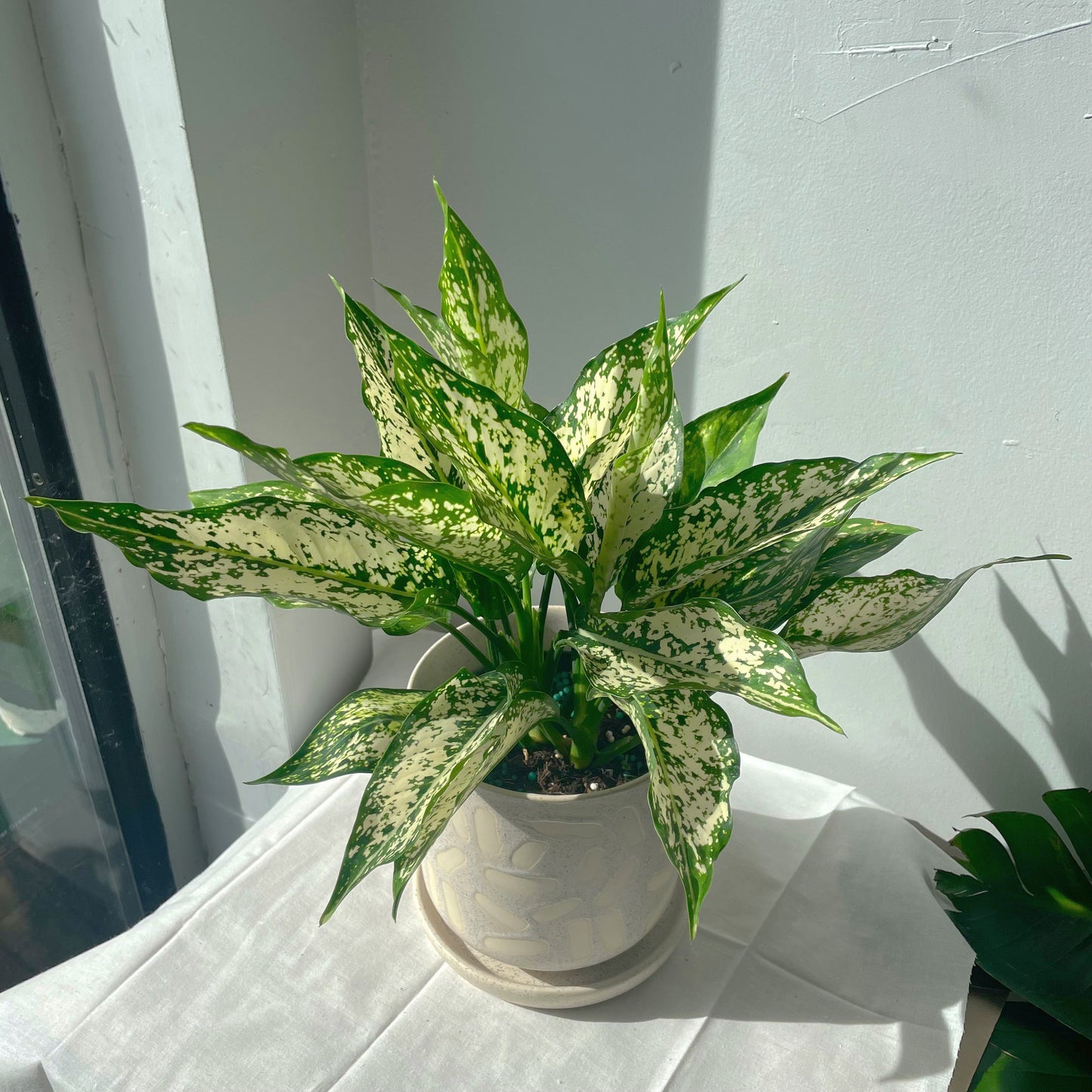 5" Aglaonema 'Spring Snow'