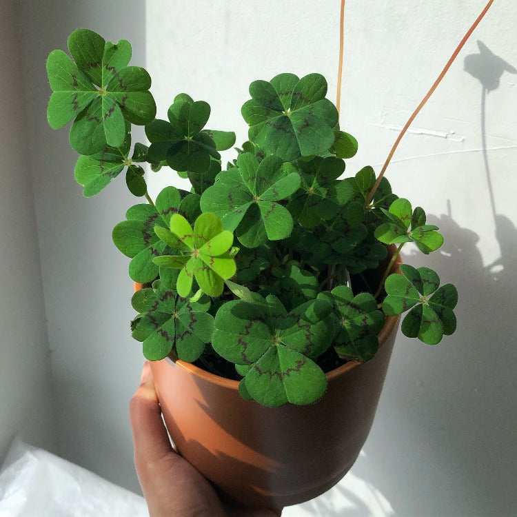 4" Oxalis 'Iron Cross'