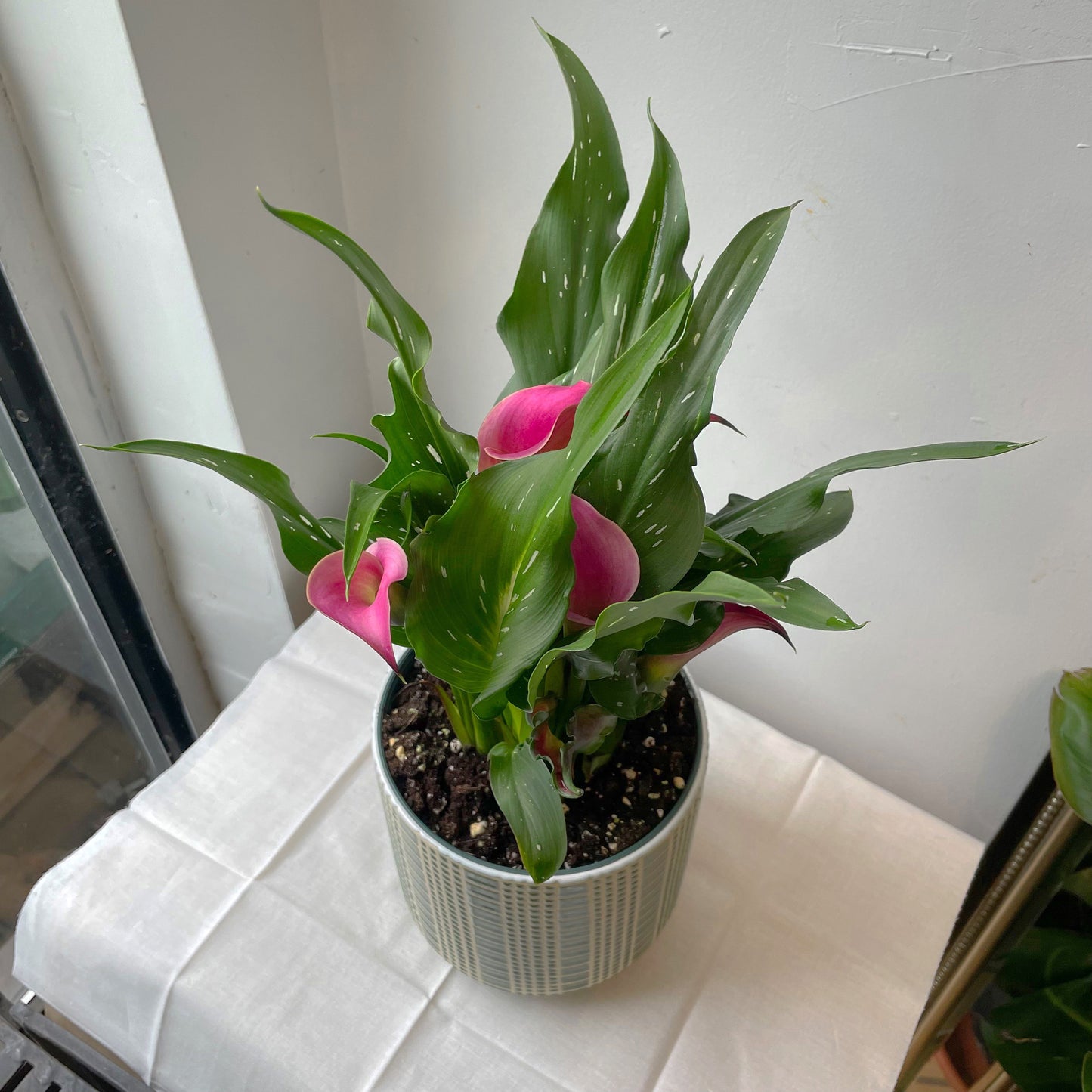 6" Calla Lily