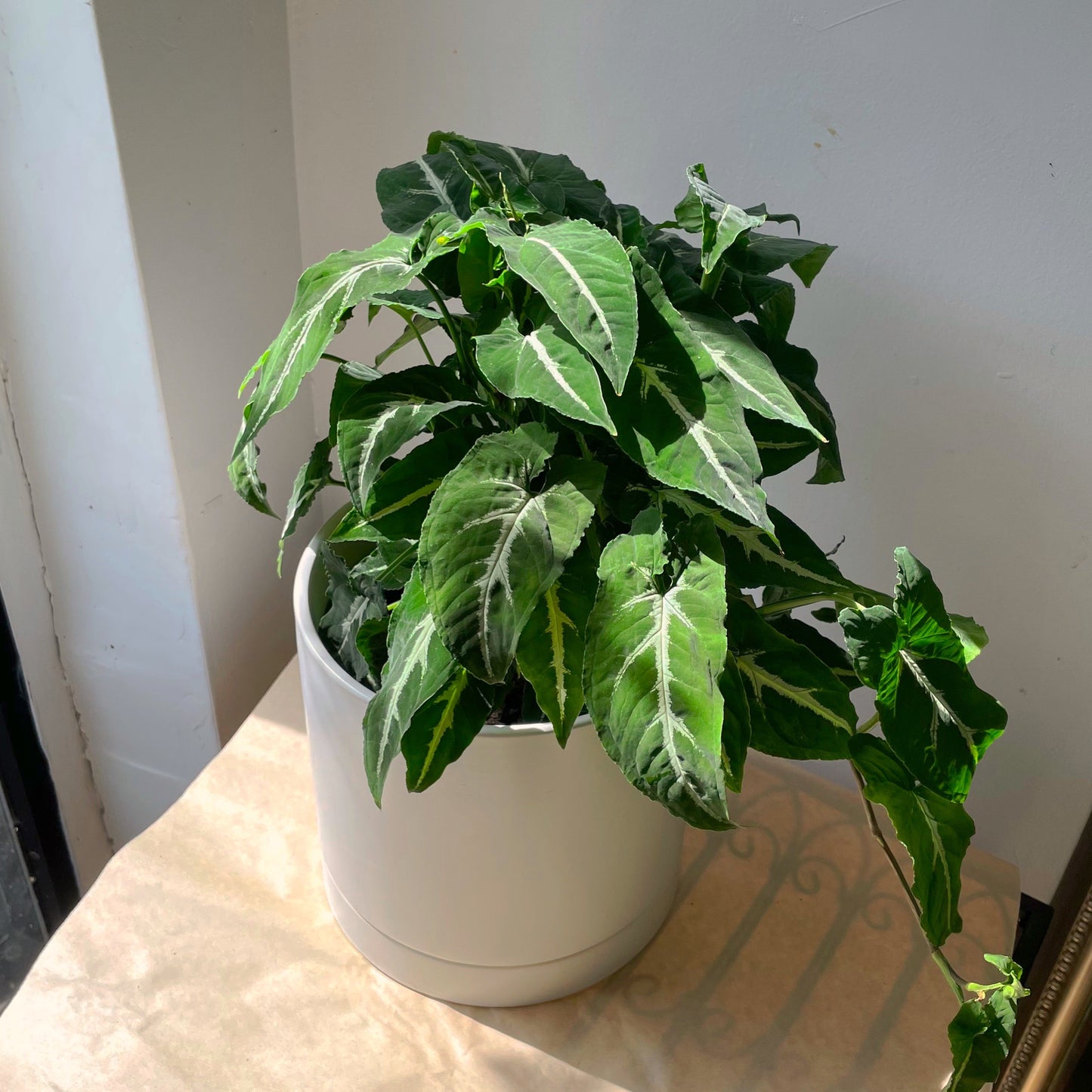 6" Syngonium wendlandii