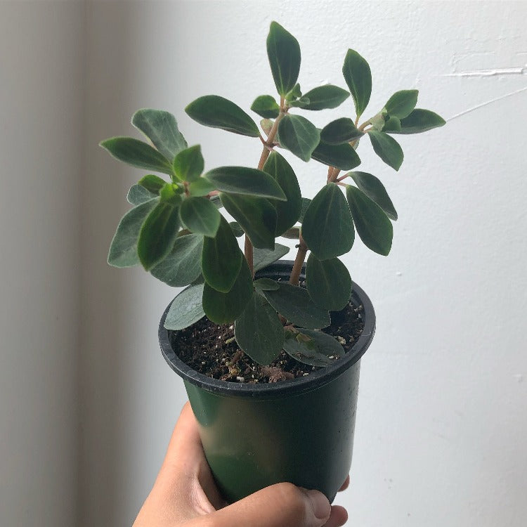 3.5" Peperomia Verticillata 'Double Duty'