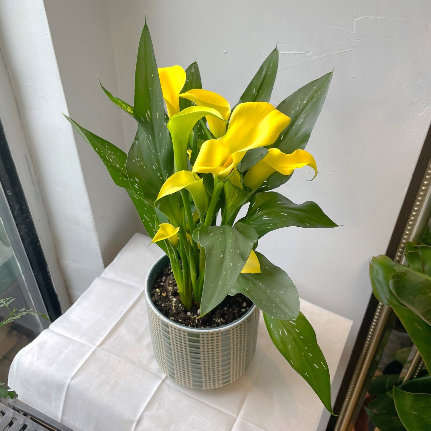 6" Calla Lily