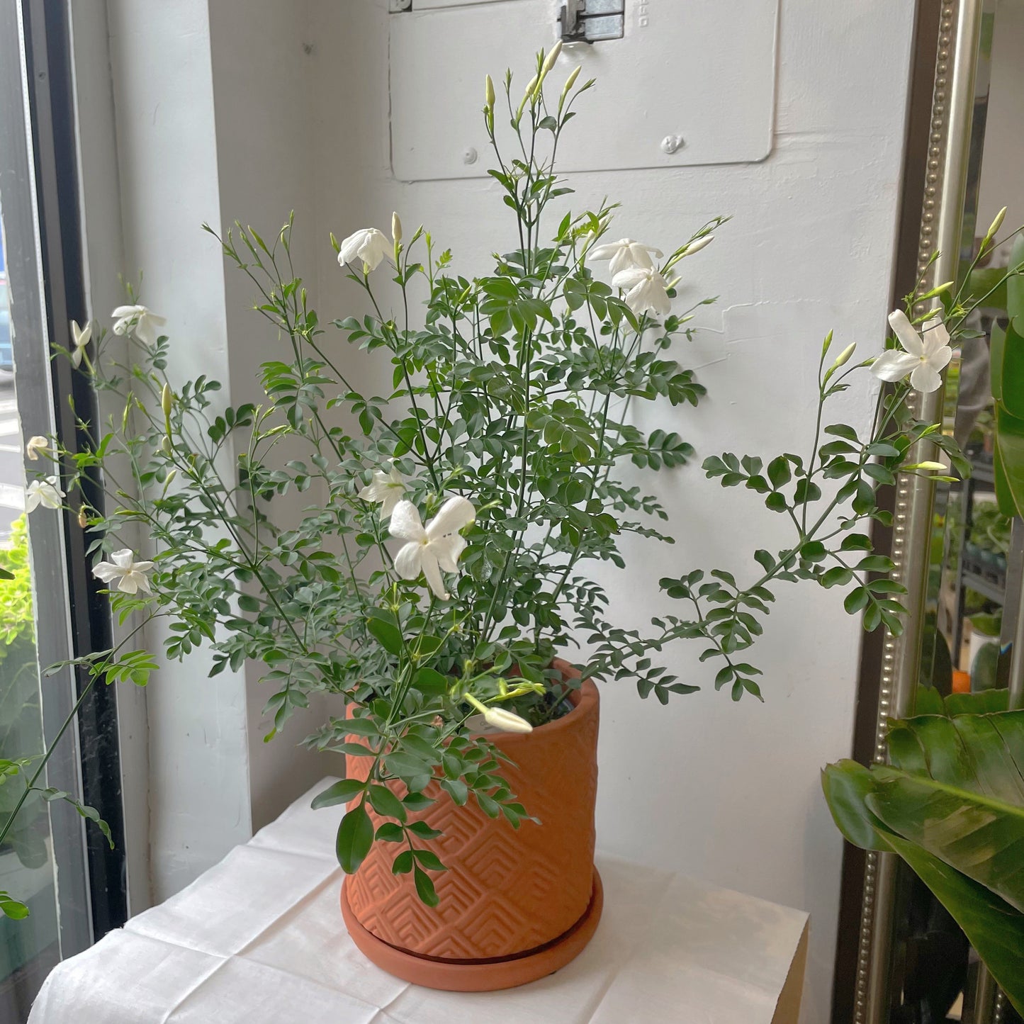 6"/10” Jasmine