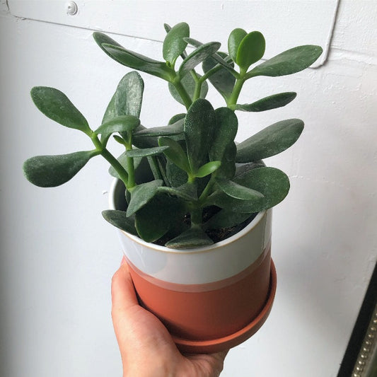 3.5"- 6" Jade Plant
