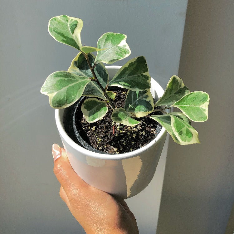 3.5" Variegated Ficus Triangularis