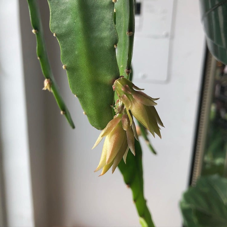 8" Orchid Cactus Hanging Basket