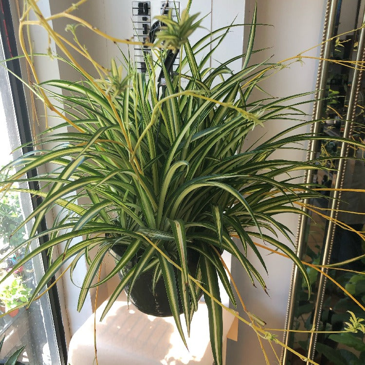 10" Spider Plant Hanging Basket