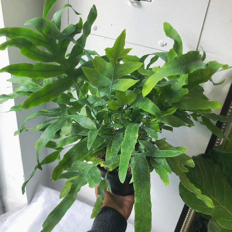 6" Blue Star Fern