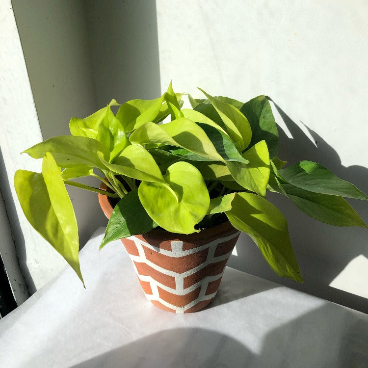 4”/6”/8” Neon Pothos