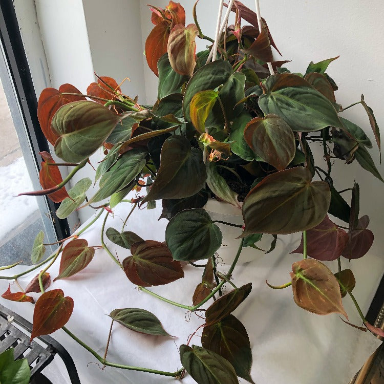 philodendron micans hanging basket Philodendron Micans