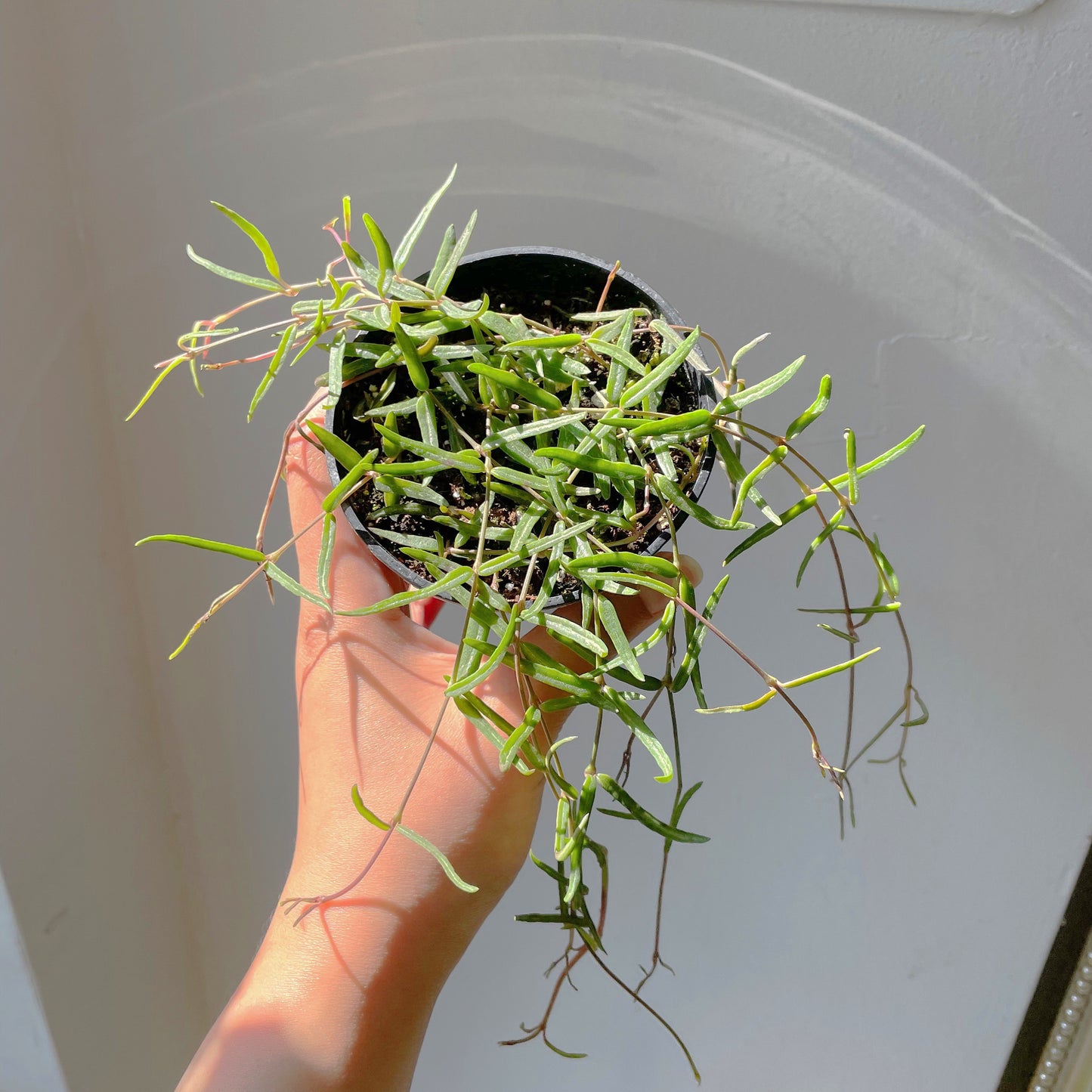 3.5"/6” String of Needles (Ceropegia linearis)