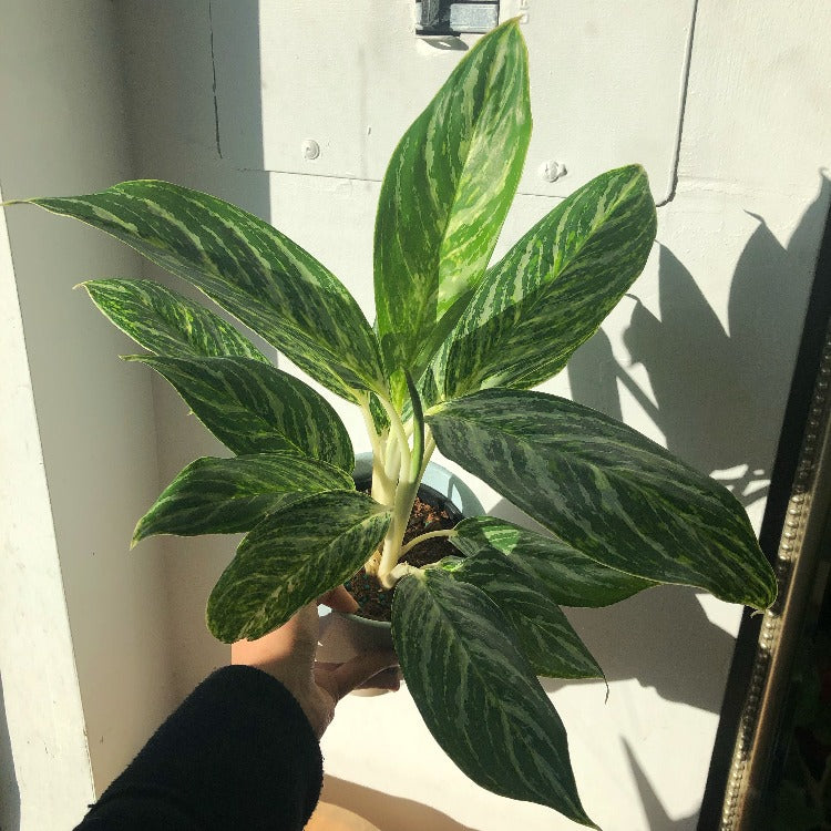 5" Aglaonema 'Golden Madonna' (Chinese evergreen)