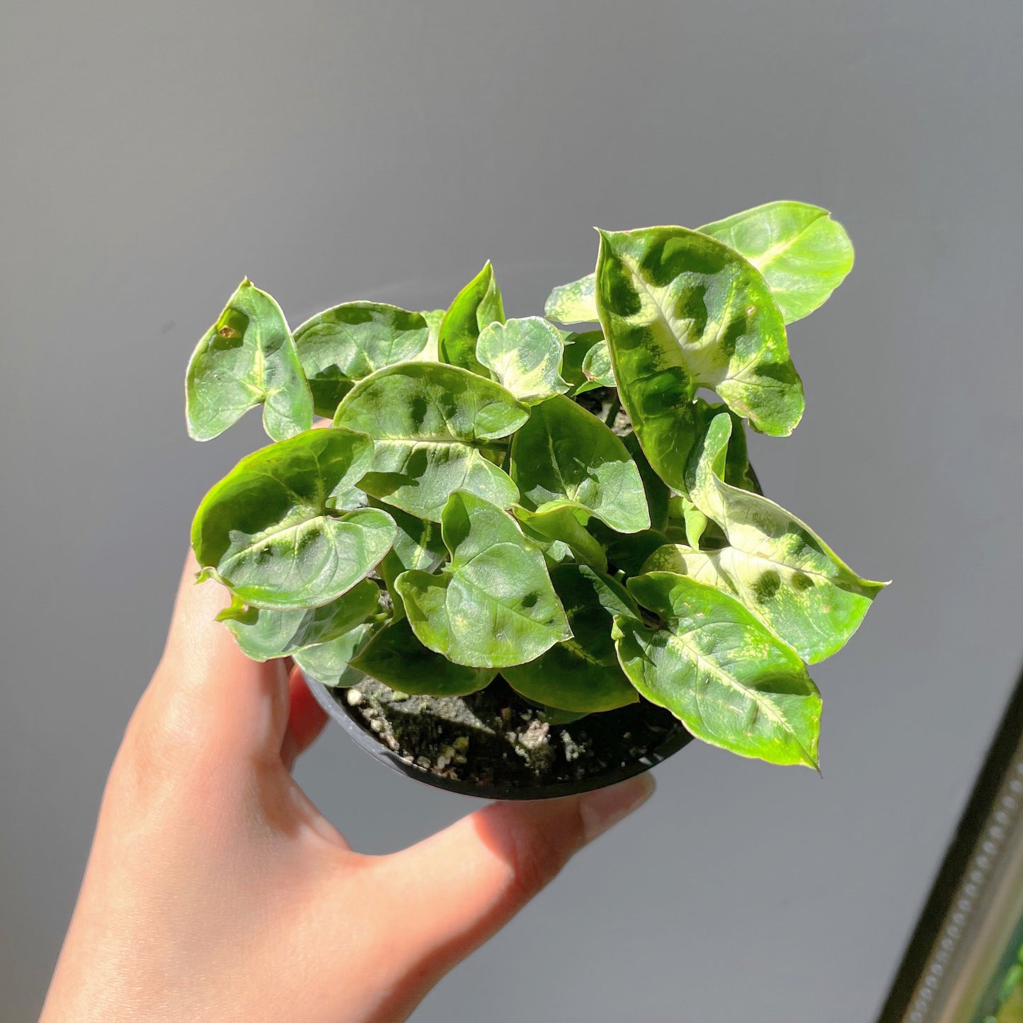 3.5" Syngonium 'Pixie Deeper'