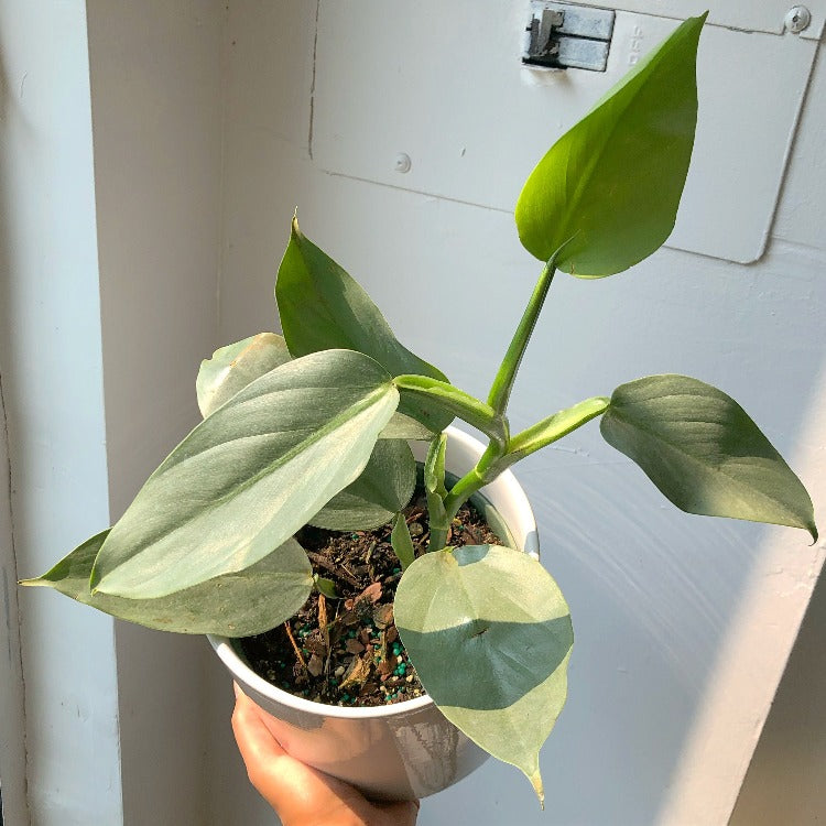 philodendron hastatum silver sword variegata 3.5”/6”/8” Philodendron 'Silver Sword'