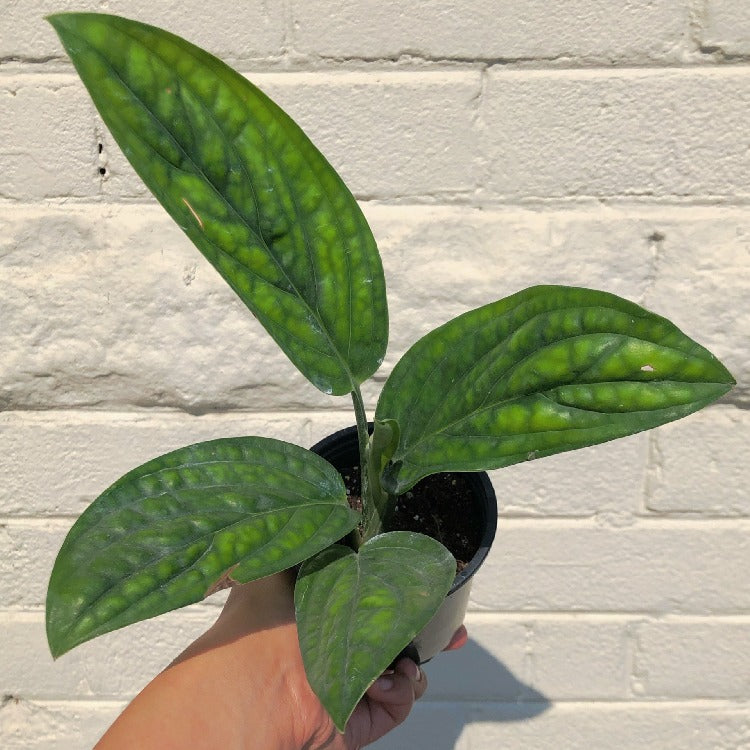 3.5" Monstera Karstenianum sp. Peru