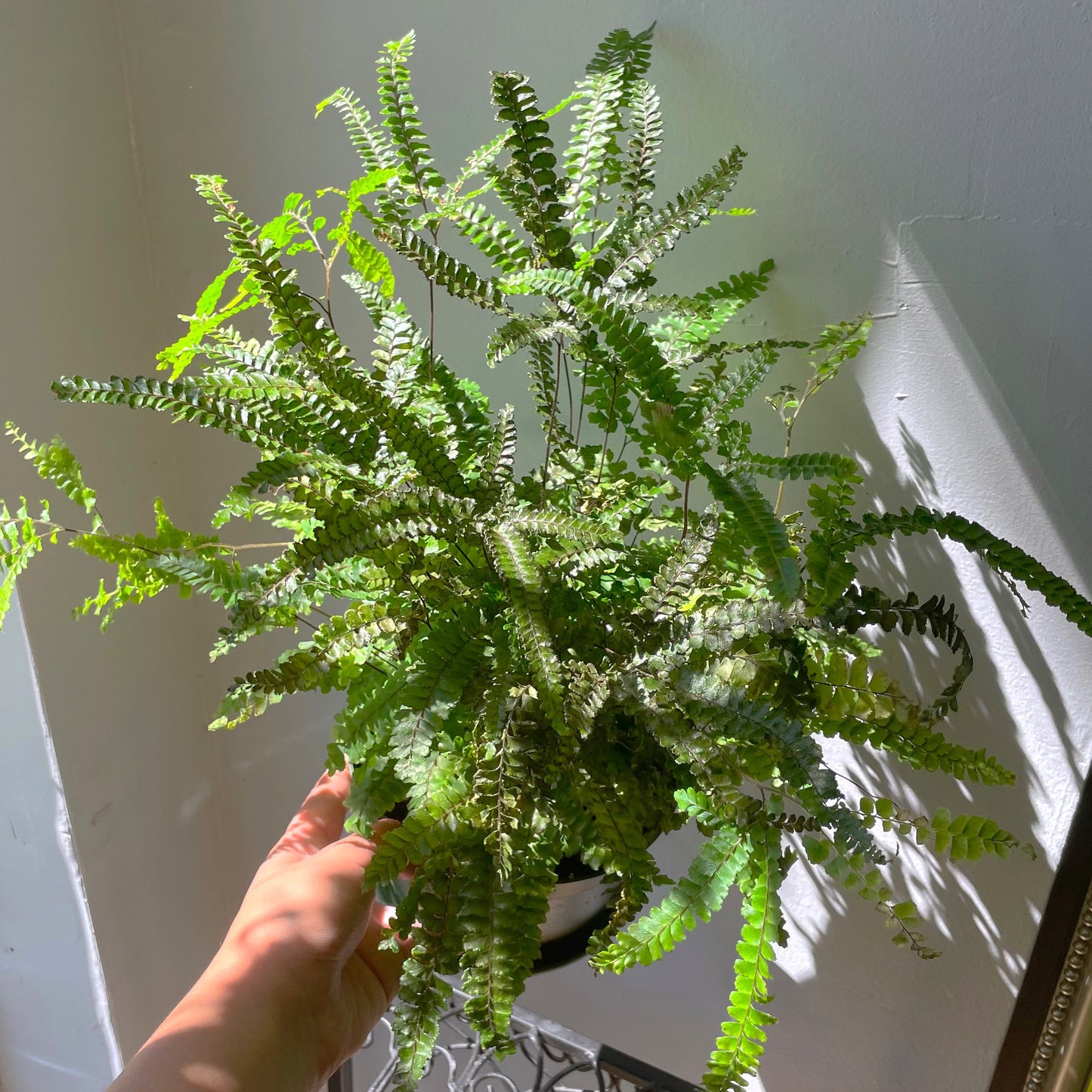 6" Rosy Maidenhair Fern