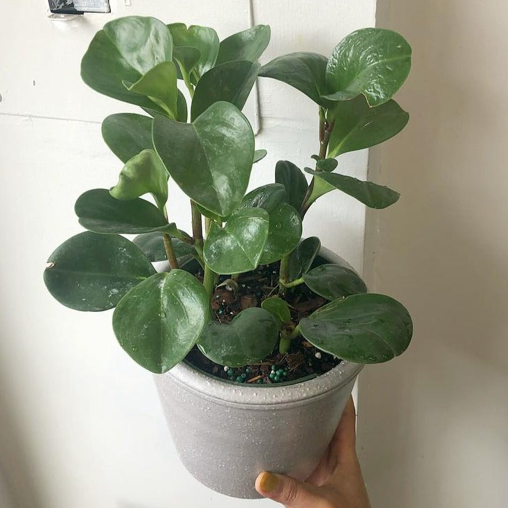 3.5”/4”/6" Peperomia Obtusifolia