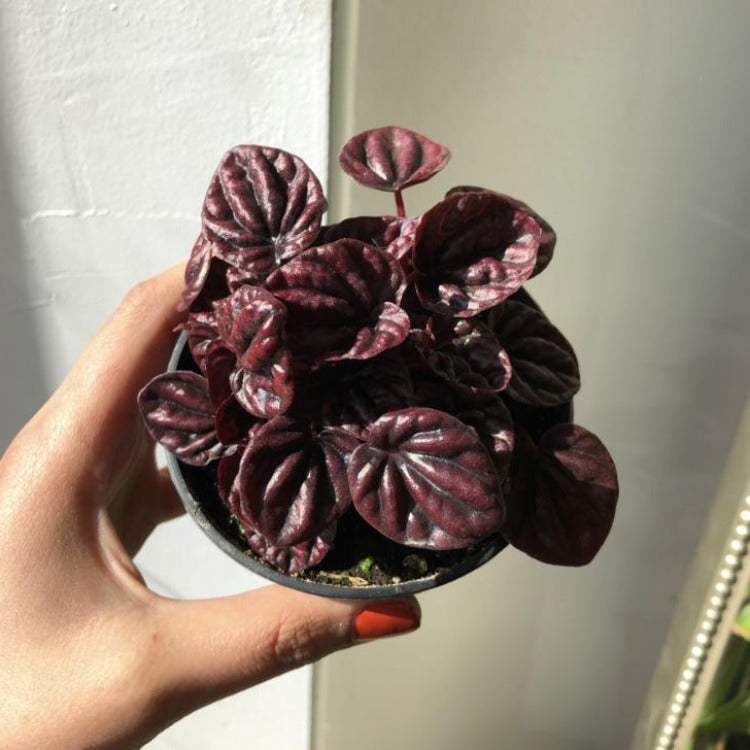 3.5" Peperomia Caperata