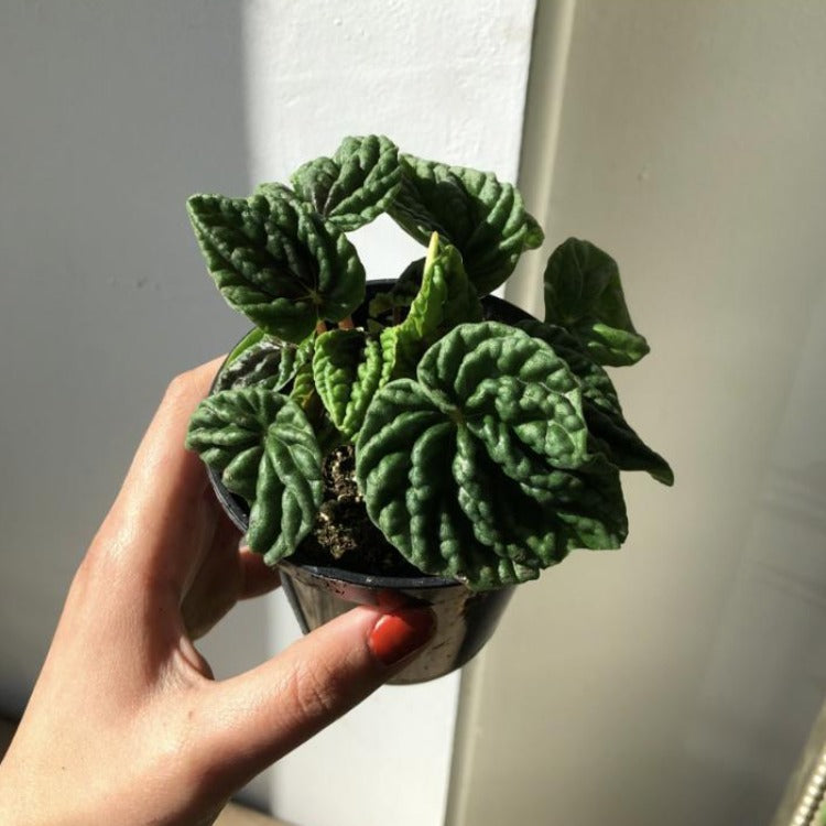 3.5" Peperomia Caperata