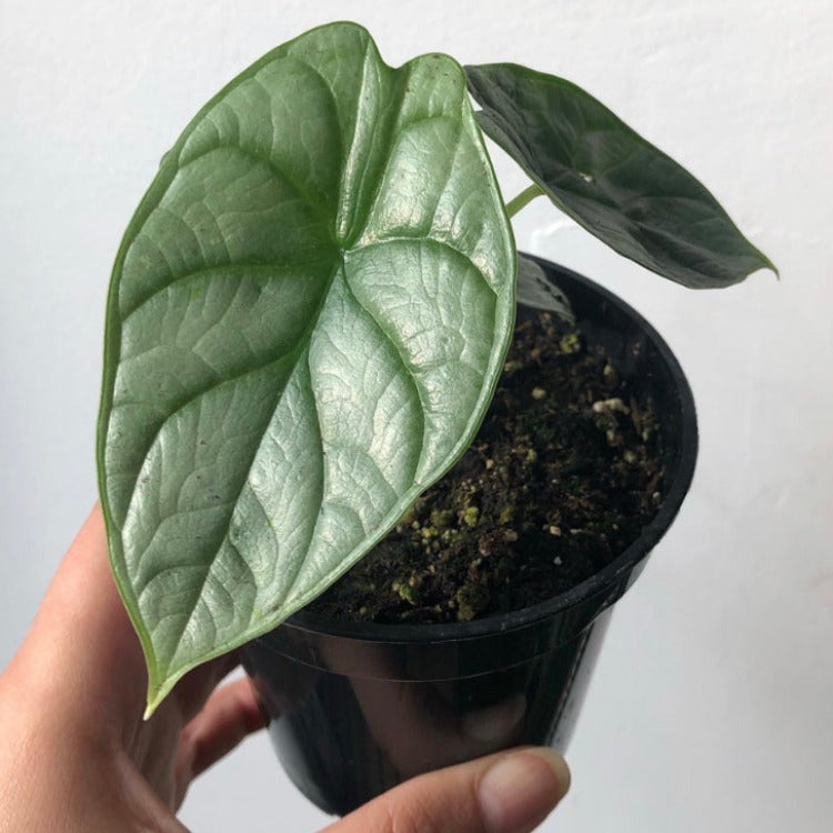 3.5" Alocasia 'Silver Dragon'