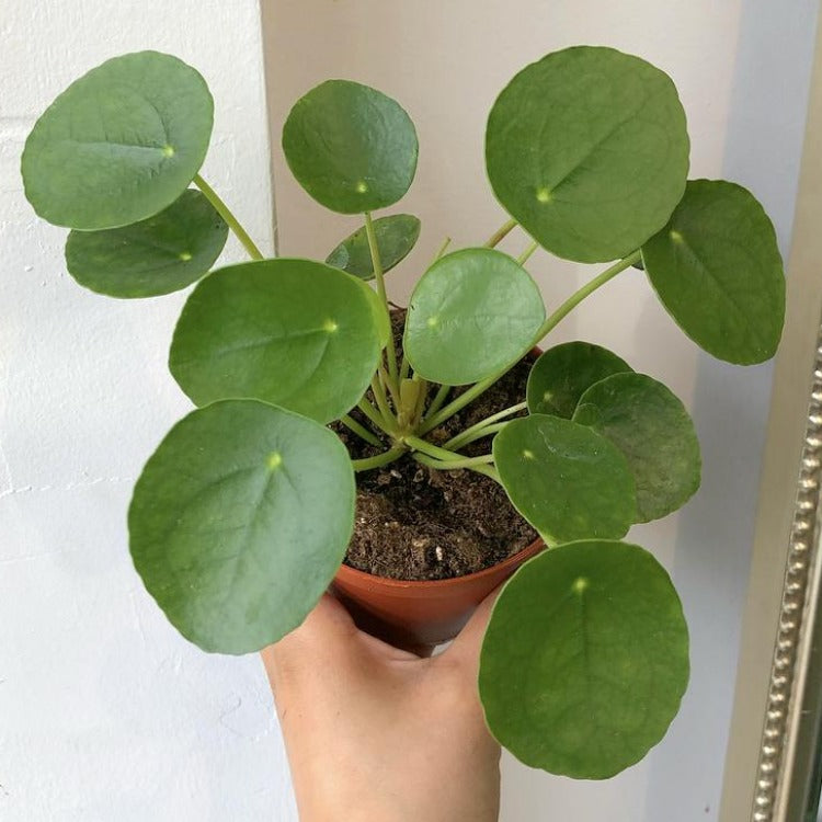 3.5"/4”/6” Pilea Peperomioides