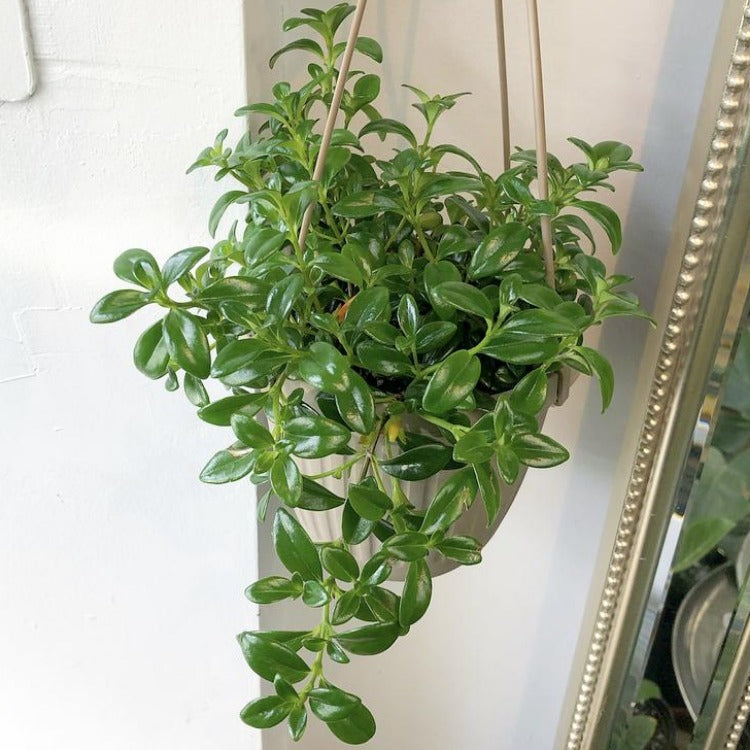 6" Goldfish Plant Hanging Basket