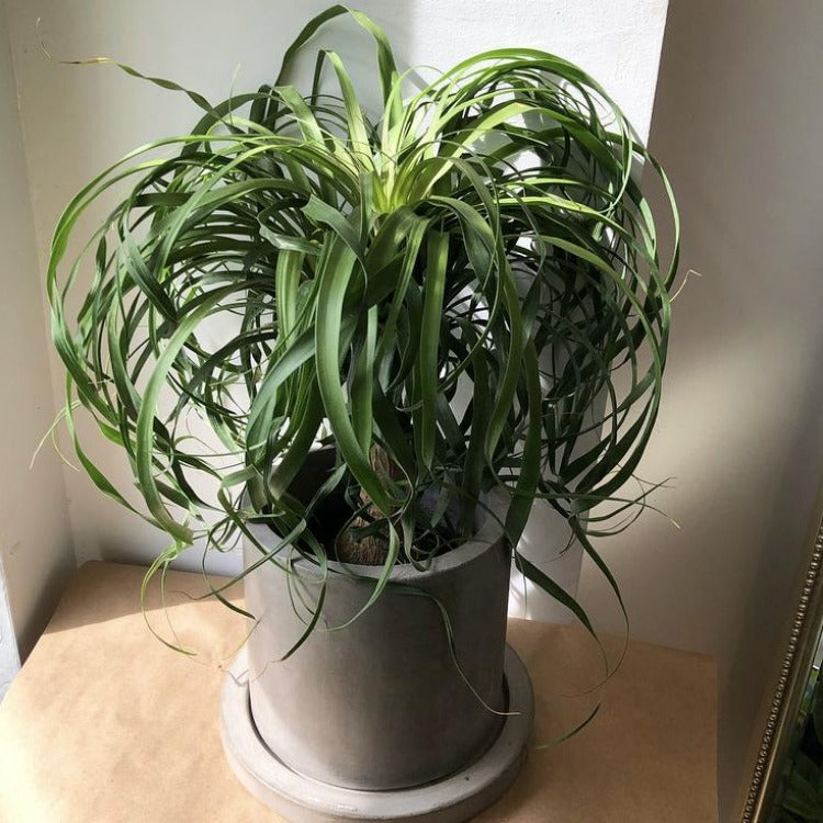 7" Marta Pot