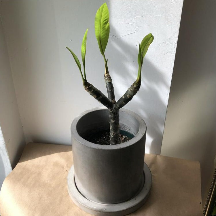 6" Plumeria