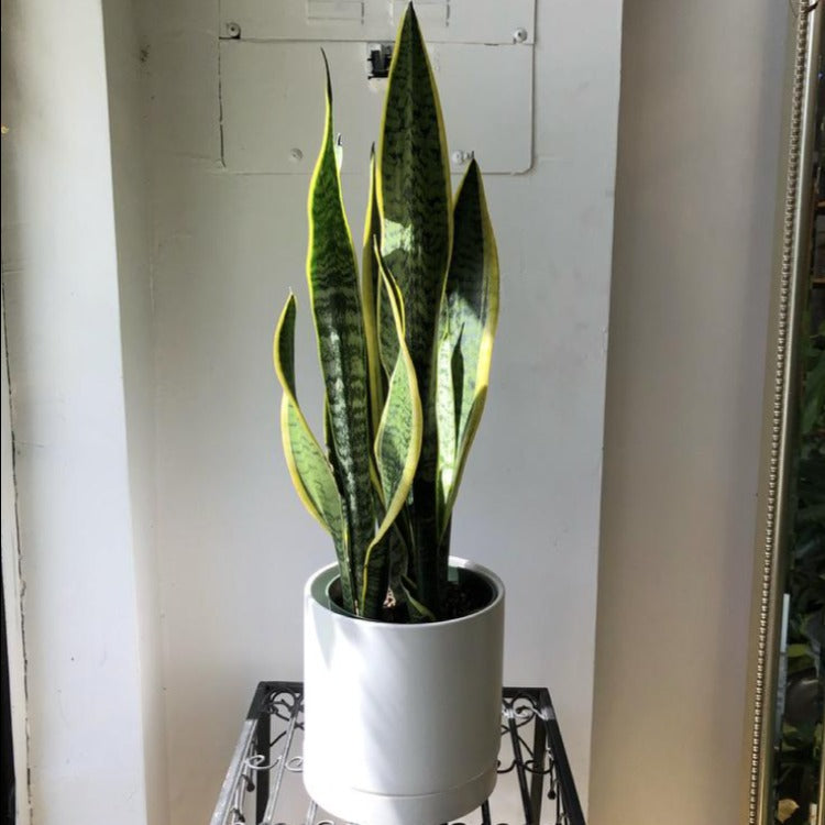 6" Sansevieria Laurentii