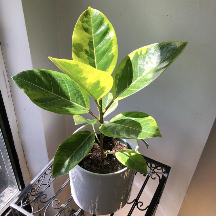 lemon lime rubber tree price philippines 6" Ficus Altissima 'Yellow Gem' – In Bloom Flower Shop