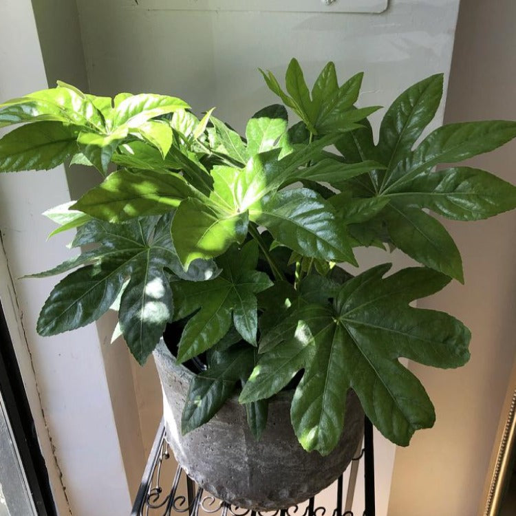 8" Fatsia Japonica