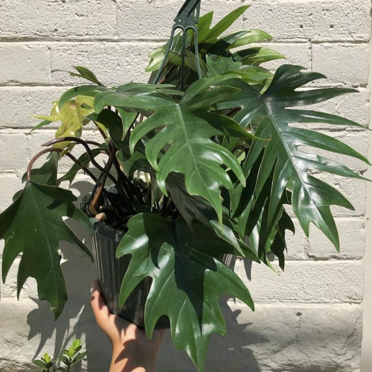 8” Philodendron 'Tahiti' Hanging Basket