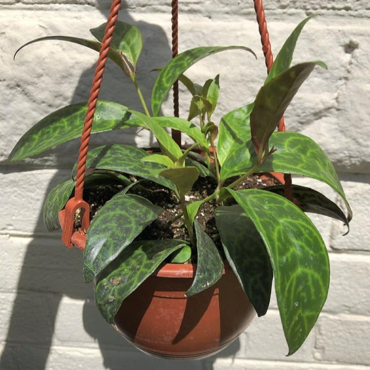 zebra hanging plant 6" Zebra Vine Hanging Basket – In Bloom Flower Shop