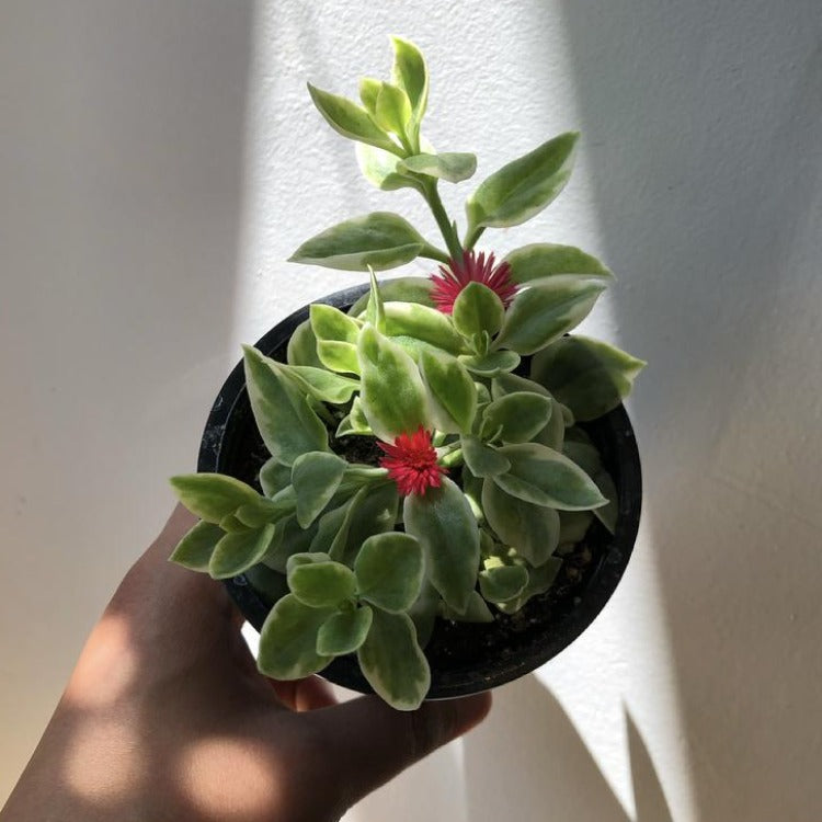 3.5" Baby Sun Rose