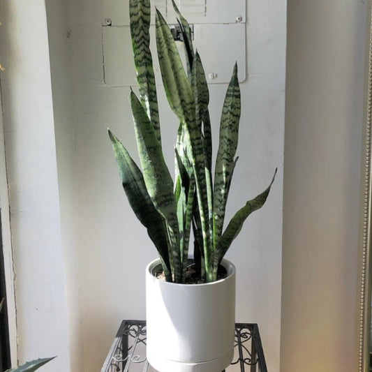 6" Sansevieria Zeylanica