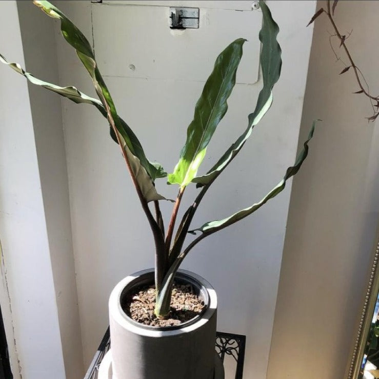 6" Alocasia Lauterbachiana