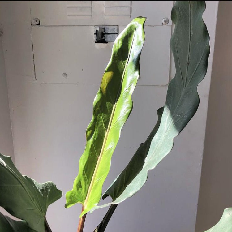 6" Alocasia Lauterbachiana